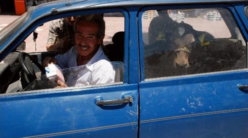 Hasta Buzağının Otomobille Yolculuğu