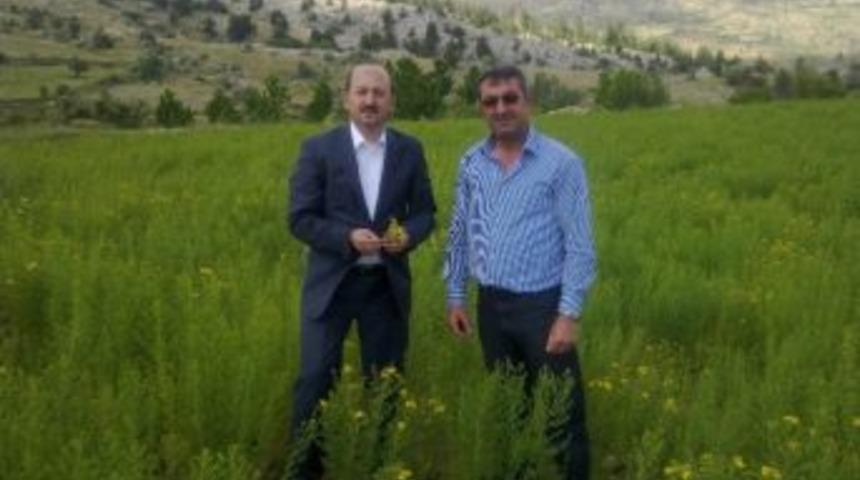 &Ouml;ztiryaki, &Ccedil;ekirge İstilasına Uğrayan İl&ccedil;elerde İncelemelerde Bulundu