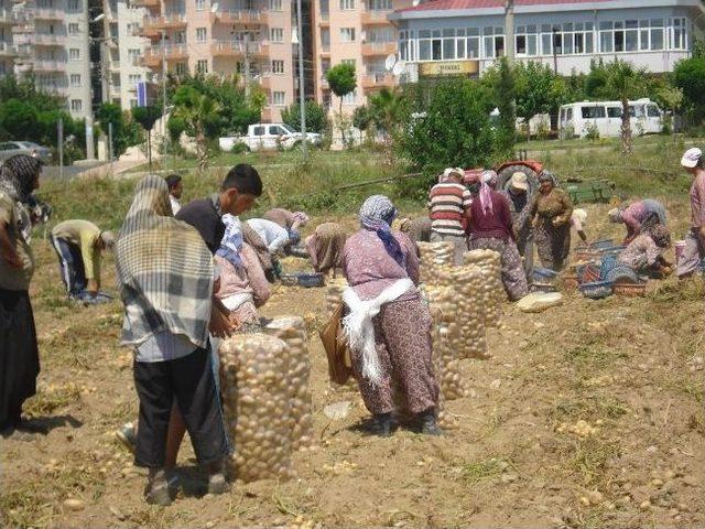 Ödemiş’in Sarı Patatesi Altın Yılını Yaşıyor