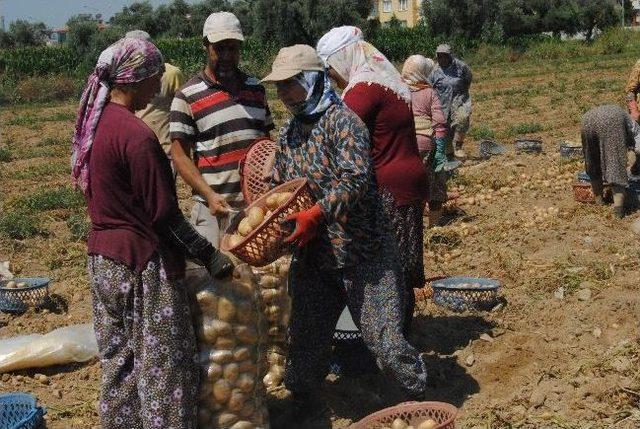 Ödemiş’in Sarı Patatesi Altın Yılını Yaşıyor