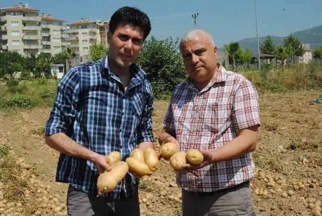 Ödemiş’in Sarı Patatesi Altın Yılını Yaşıyor