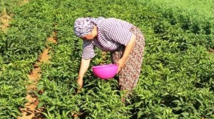 150 Yıldır Aynı Tohumla Biber &Uuml;retiyorlar