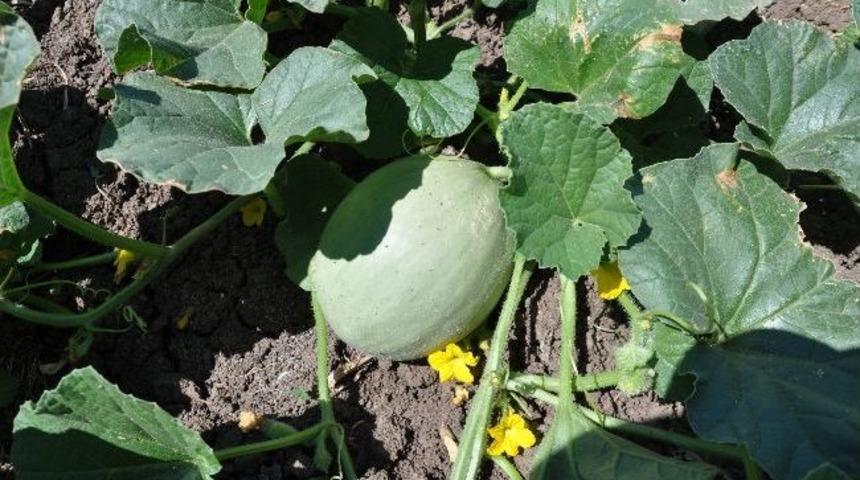 Kavun Ektiler Kabak &Ccedil;ıktı