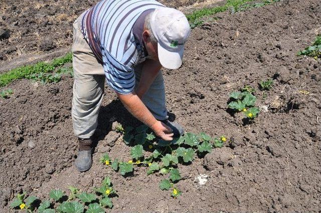 Kavun Ektiler Kabak Çıktı