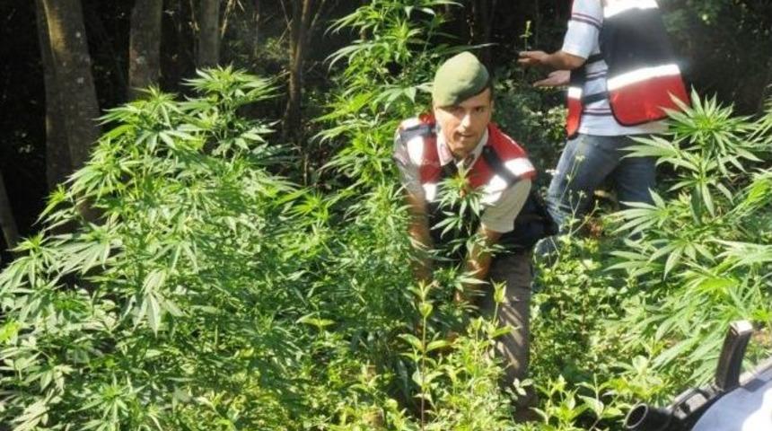 Jandarmadan Kenevir Operasyonu