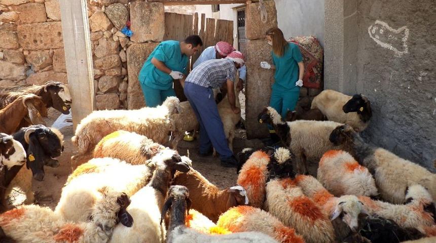 Reyhanlı'da K&uuml;&ccedil;&uuml;kbaş Hayvanlara Aşı Yapıldı, K&uuml;pe Takıldı