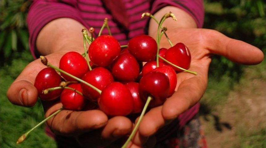 İzmir, Kiraz &Uuml;retiminde T&uuml;rkiye Lideri