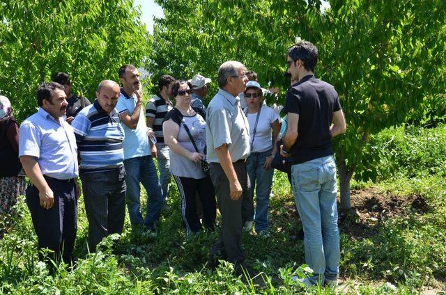 İzmir, Kiraz Üretiminde Türkiye Lideri