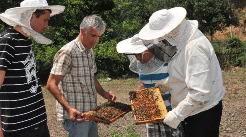 Yalova'da Arılara Uydudan Takip