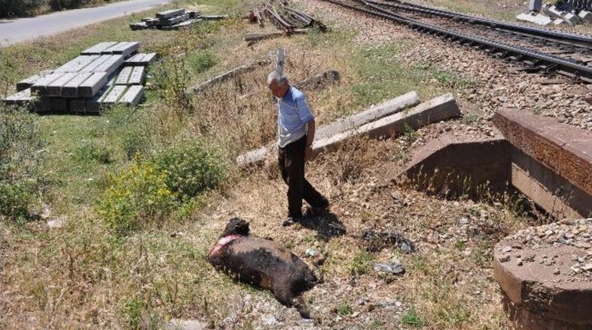 Kırıkkale'de Hemzemin Ge&ccedil;itte Tren İnek S&uuml;r&uuml;s&uuml;ne &Ccedil;arptı