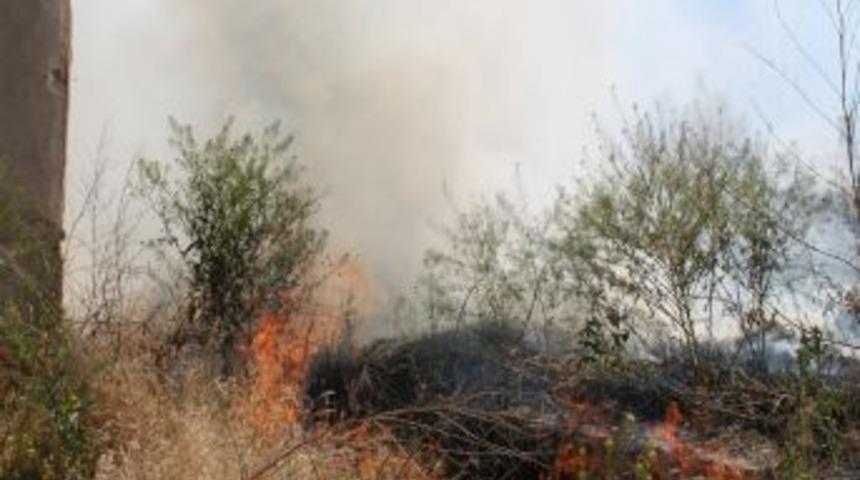 Yangında Yavru Kediler Telef Oldu