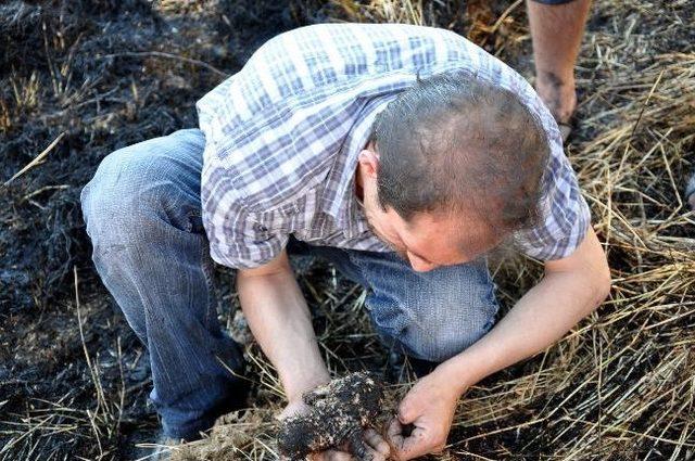 Otluk Alanda Çıkan Yangında, Yavru Kediler Telef Oldu