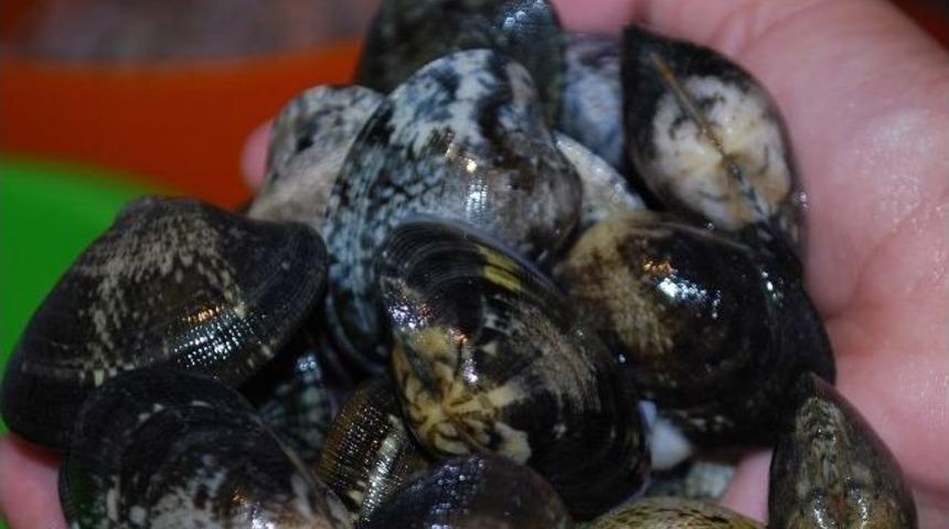 Ka&ccedil;ak Avlanan Akivadesler Denize Bırakıldı