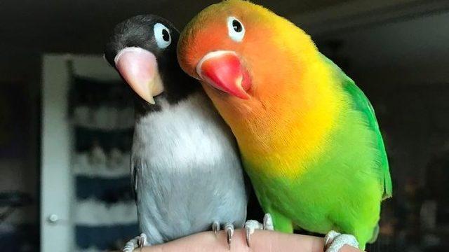 İnternetin son fenomeni: Sevimli papağan ailesi