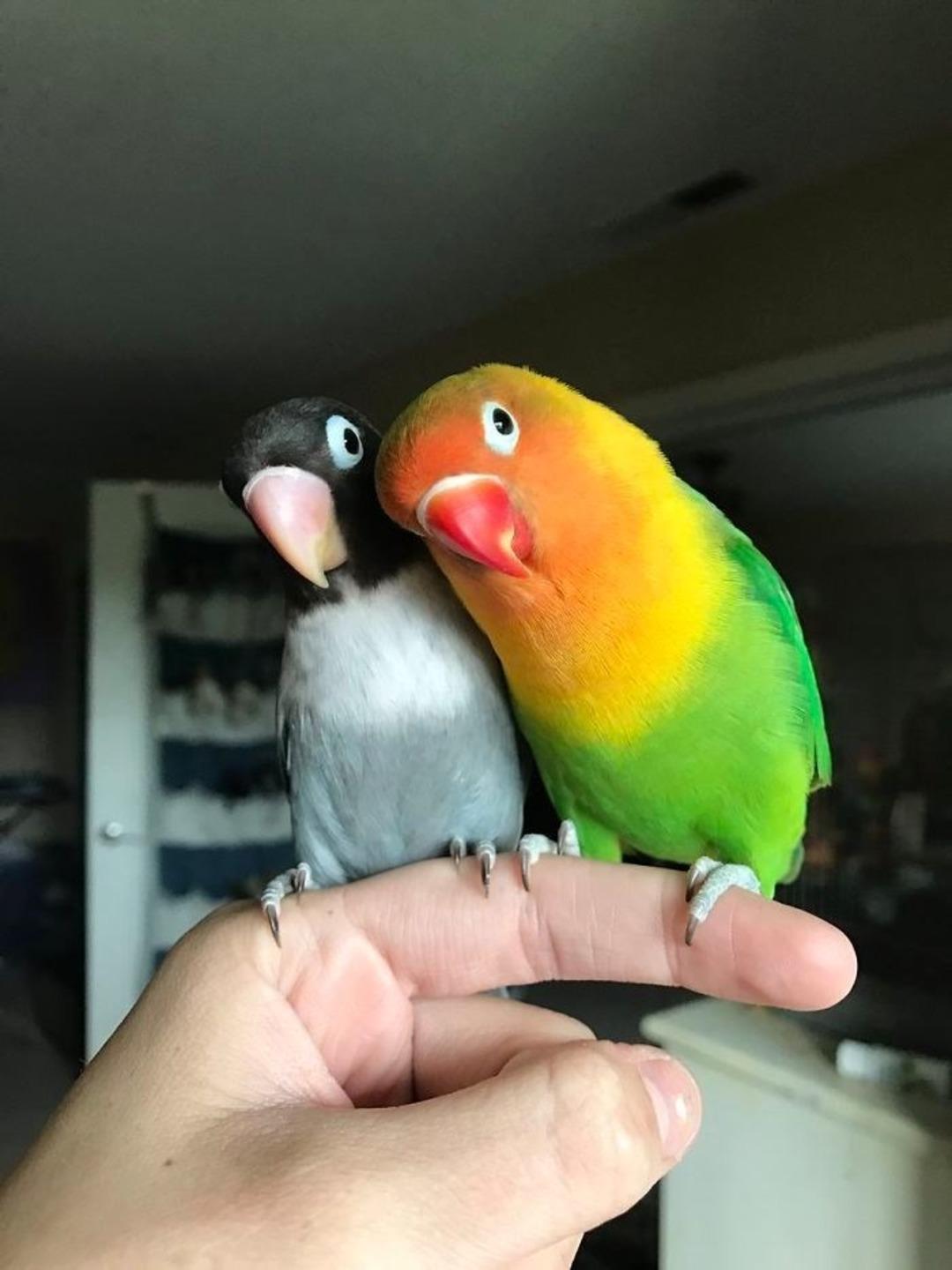 İnternetin son fenomeni: Sevimli papağan ailesi