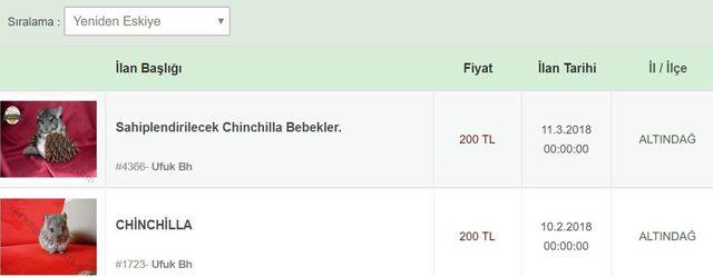 Nesli tükenme tehlikesi altındaki Çinçilla'ları satıyorlar