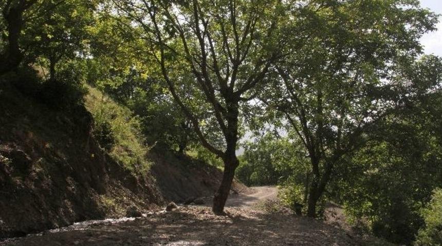 Ağa&ccedil;dibi K&ouml;y&uuml;nde Ağa&ccedil; Hassasiyeti