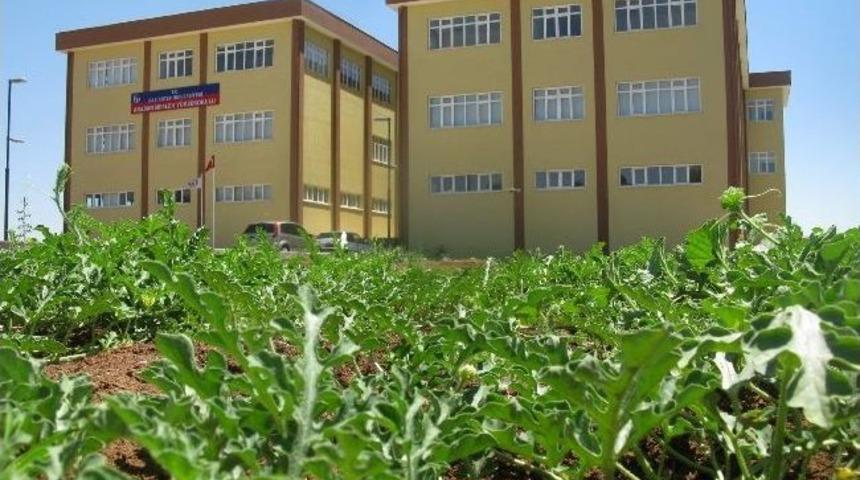 Araban Karpuzu, Yıllar Sonra Yeniden &Uuml;retilecek