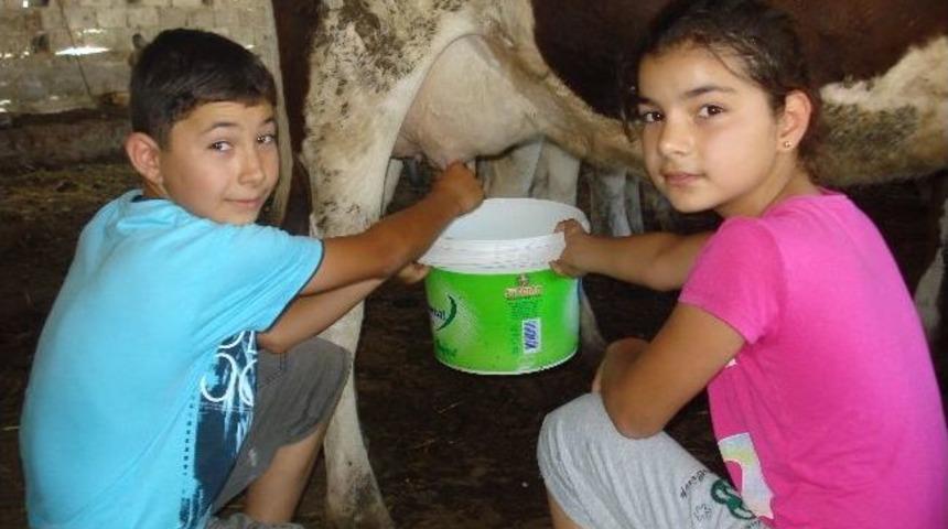 Arkadaşları Tatilde, Onlar 42 Derece Sıcakta Tarlada