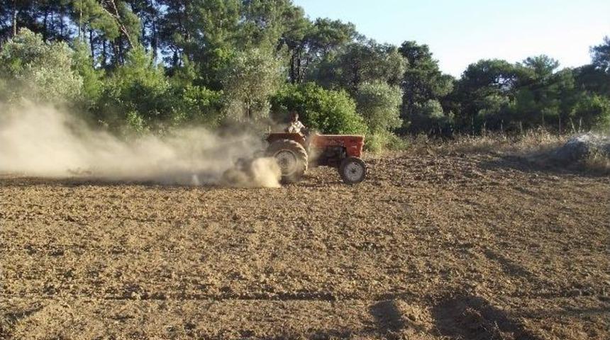 Ortaca&rsquo;da Yer Fıstığı Ekimleri Tamamlandı