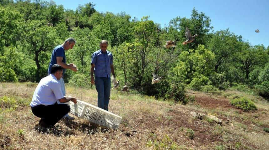 Tunceli&rsquo;nde Doğaya 400 Keklik Bırakıldı