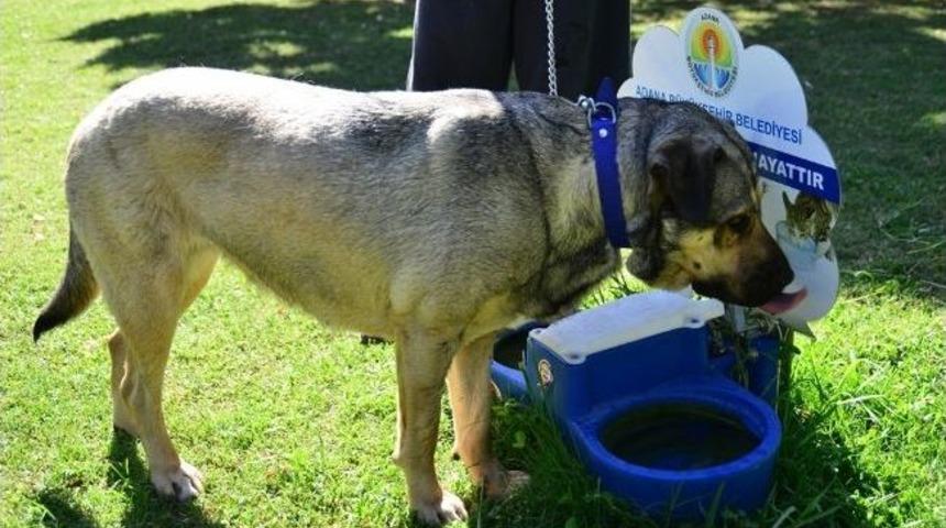 Hayvanlar Susuz Kalmıyor