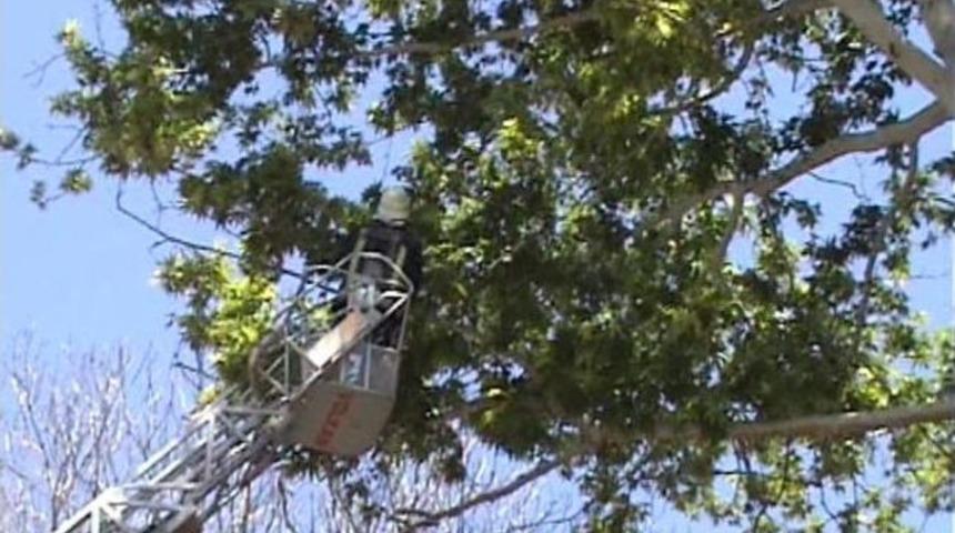 Dala Takılan Kargaya İtfaiye Operasyonu