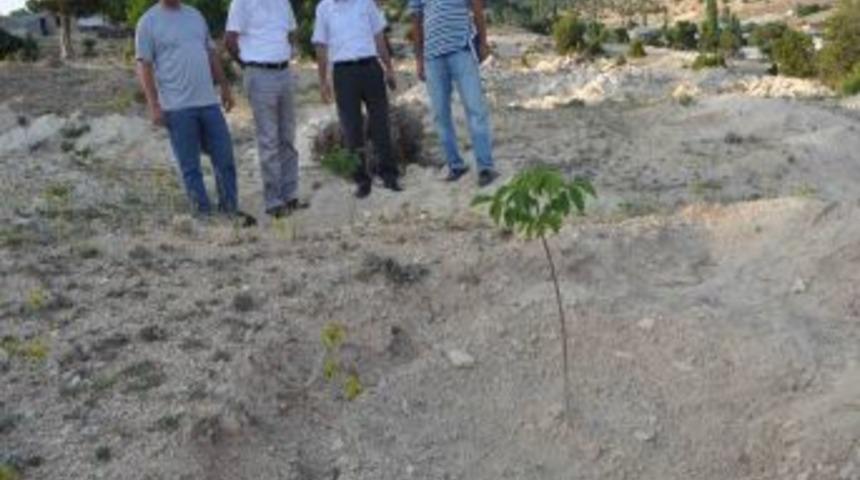 Mersin'de Ceviz Ve Badem Eylem Planı Hayata Ge&ccedil;irildi