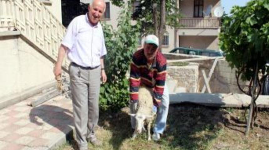 Kaybolan Koyunun Sahibi Anonslarla Aranıyor