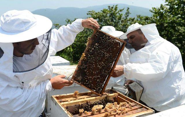 Kestane Balı, 60 Liradan Satılacak