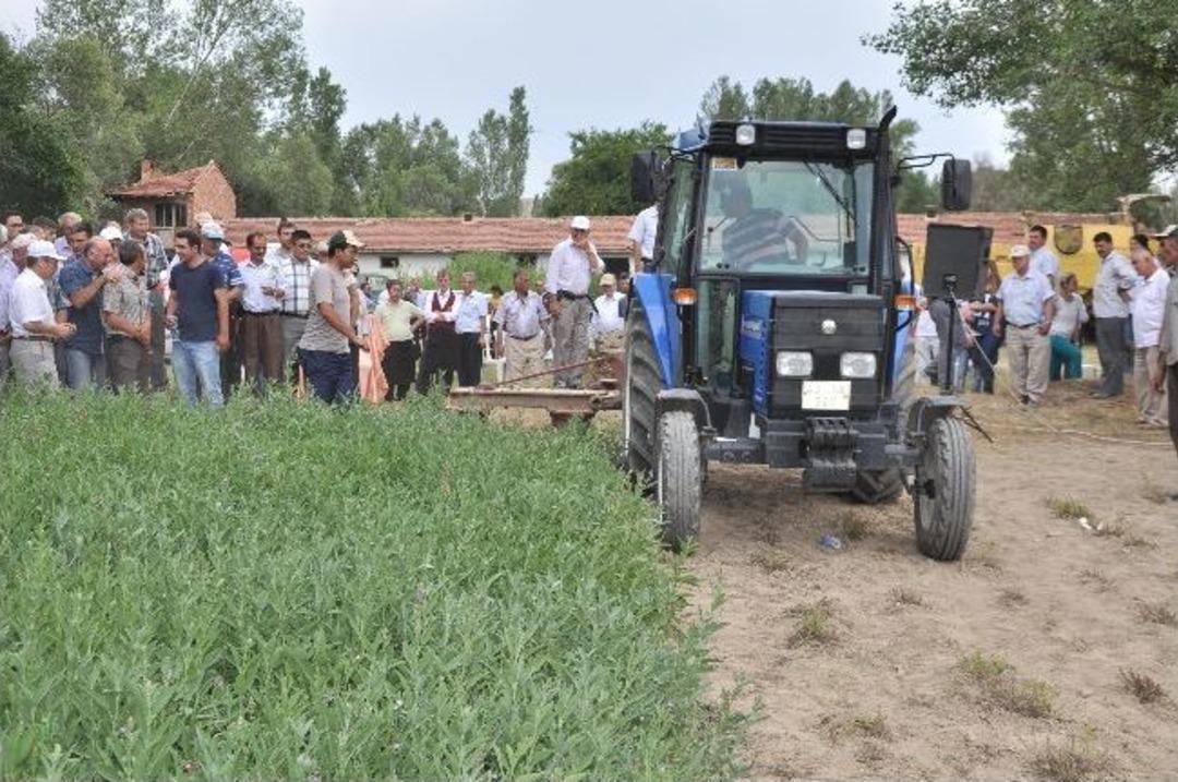 K&uuml;tahya'da 'ada&ccedil;ayı Ve Kekik Hasat G&uuml;n&uuml;'