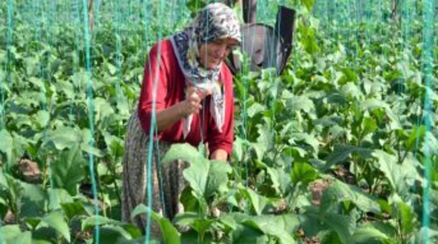 Serada &Uuml;r&uuml;n Kalmadı, Ramazan &Ouml;ncesi Domates Tırmanışa Ge&ccedil;ti