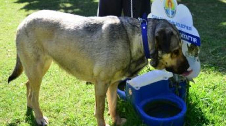 Sokak Hayvanları Susuz Kalmıyor