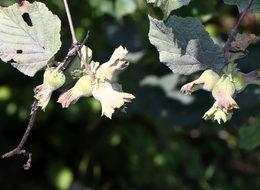 Sevinç: Fındık fiyatlarının geçen yılın altında olacağını düşünmüyorum