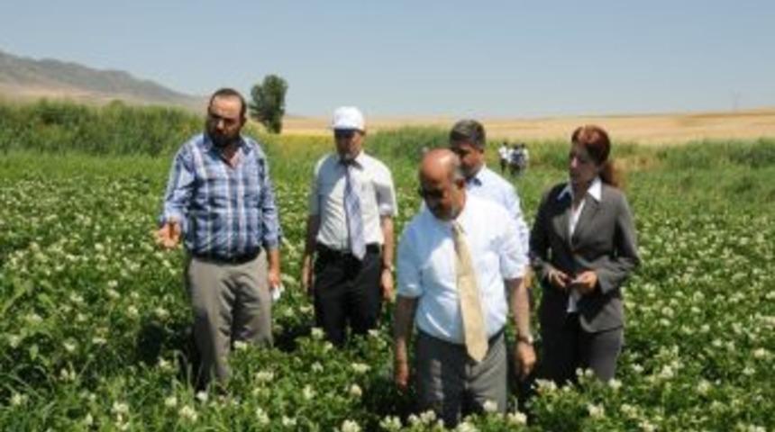 Kırıkkale&rsquo;de Ilk Defa Patates Ekimi Ger&ccedil;ekleşti