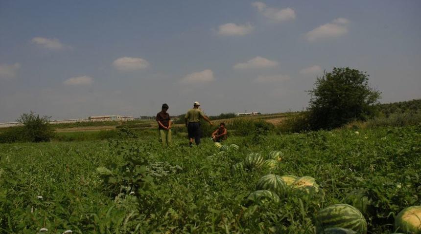 Kadirli&rsquo;de Karpuz Hasadı Başladı