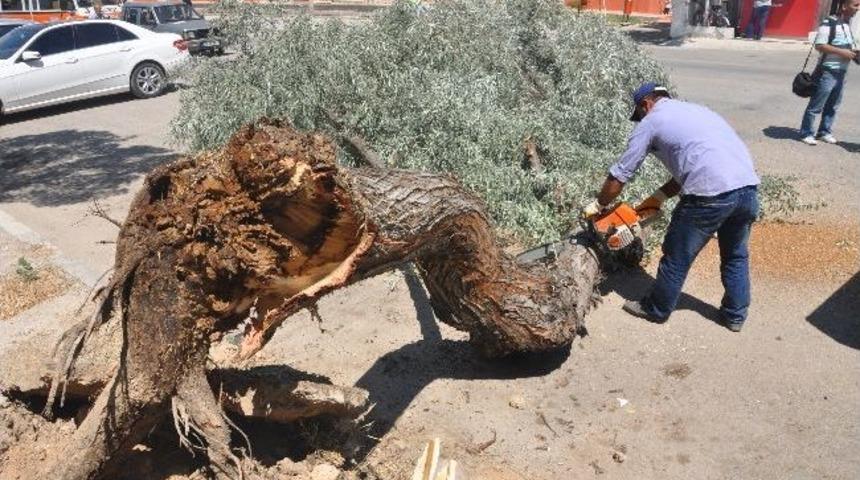 Park Halindeki Otomobilin &Uuml;zerine Ağa&ccedil; Devrildi