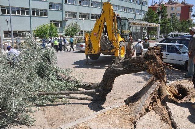 Park Halindeki Otomobilin Üzerine Ağaç Devrildi