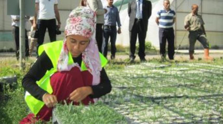 Orman B&ouml;lge M&uuml;d&uuml;rl&uuml;ğ&uuml; Yeni Evlenen &Ccedil;iftler I&ccedil;in Orman Kuracak