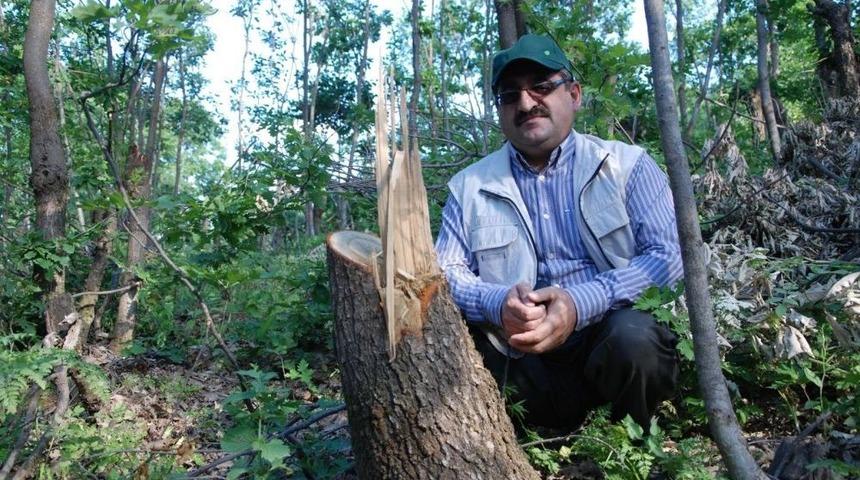 TEMA, Orman Tahriplerine Tepki G&ouml;sterdi