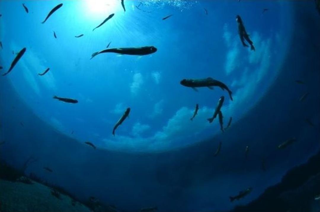 Eskişehir&rsquo;de Su Altı Cenneti Keşfediliyor