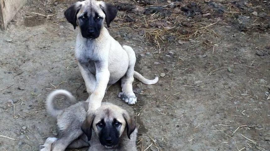 K&ouml;pek Irkları, Nil&uuml;fer&rsquo;de Kimlik Kazanacak