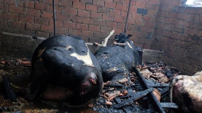 Mudanya'da Korkutan Ahır Yangını