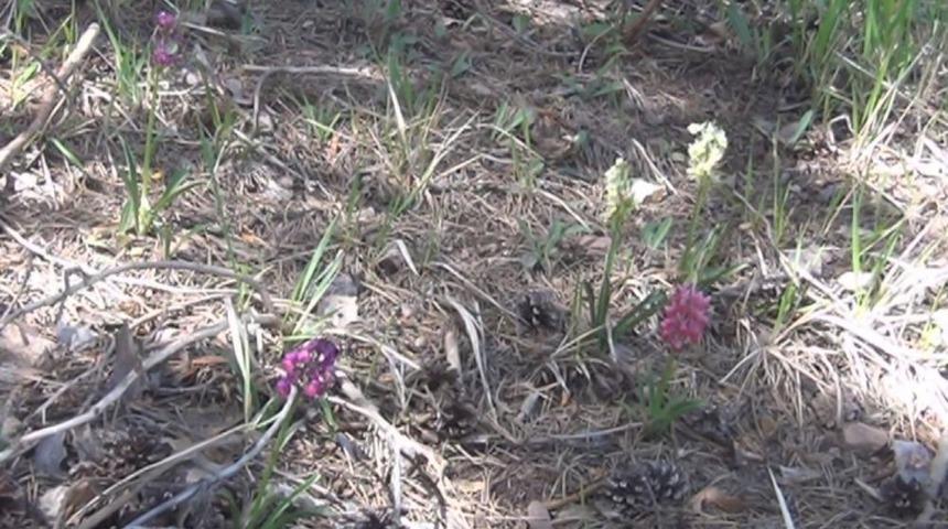 Yozgat&rsquo;ta Yetişen Salep Y&ouml;re Halkına Ge&ccedil;im Kaynağı Oldu