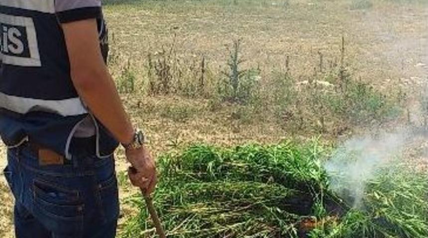 Edirne'de 10 Bin K&ouml;k Hint Keneviri Ele Ge&ccedil;irildi