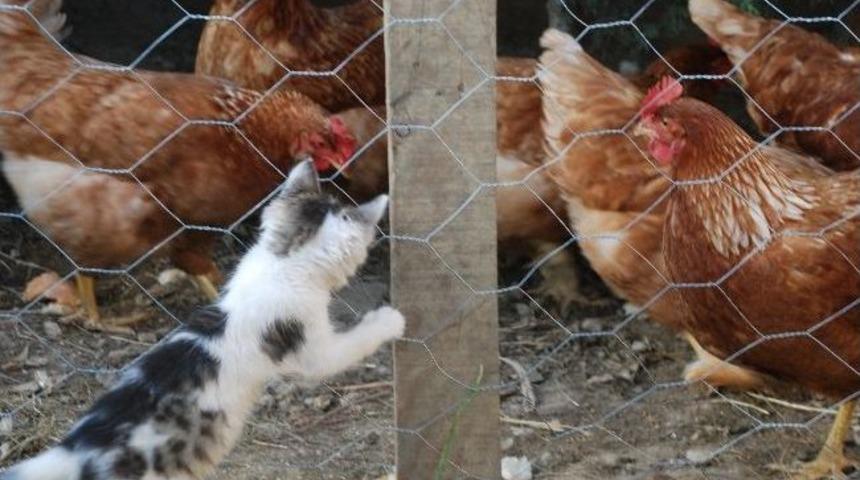 Kedi İle Tavukların Dostluğu