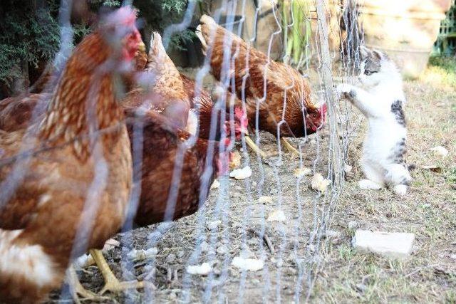 Kedi İle Tavukların Dostluğu 1