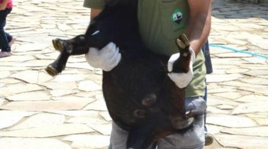 Doğal Yaşam Parkı&rsquo;ndaki 12 Hayvan &Uuml;niversiteye Ge&ccedil;ti