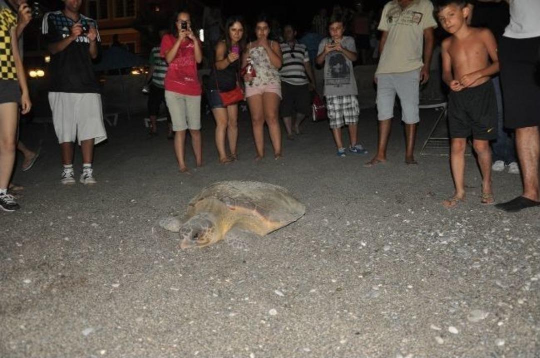 Caretta Carettalar Yumurtlamak İ&ccedil;in &Ccedil;alış Plajı'nda