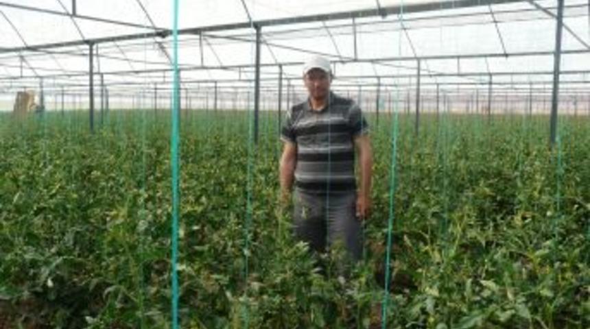 Hayvancılığı Bırakıp Seracılığa Başladılar